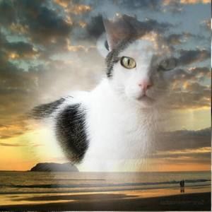 Meet your Posher, Pamela